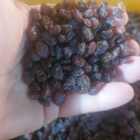 تصویر 2 از خرید عمده کشمش پلویی