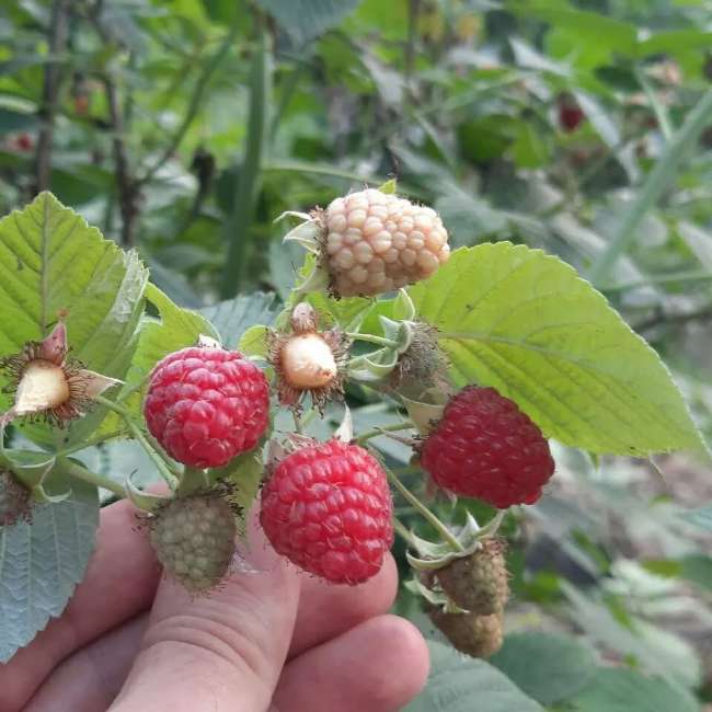 تصویر 2 از مرکز پخش عمده بلوبری، بلک‌ بری و رزبری
