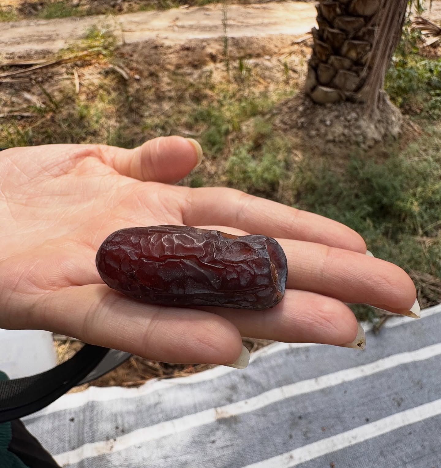 خرما پیارم خرید عمده