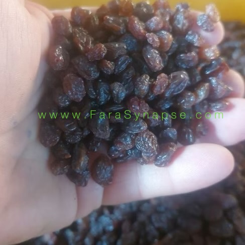 تصویر 3 از کشمش پلویی طلایی درجه یک