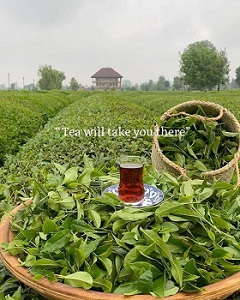 اهمیت شکل برگ چای بر کیفیت چای ایرانی