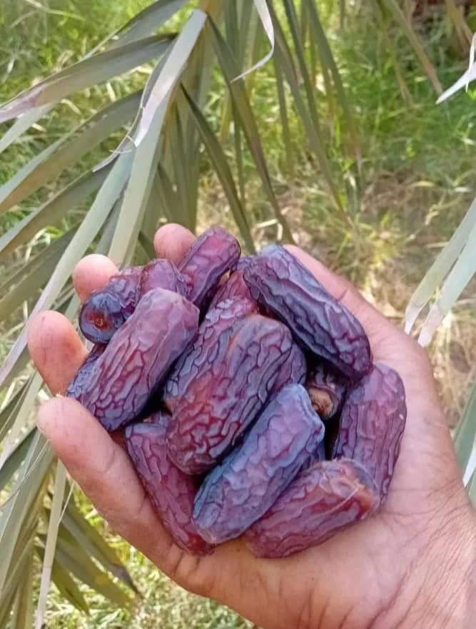 عوامل مؤثر بر قیمت خرما پیارم صادراتی