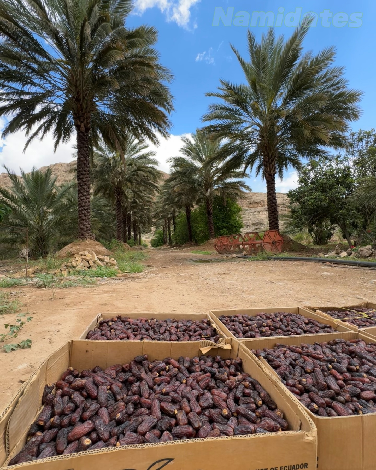 خرید عمده خرما پیارم حاجی آباد کیفیت صادراتی