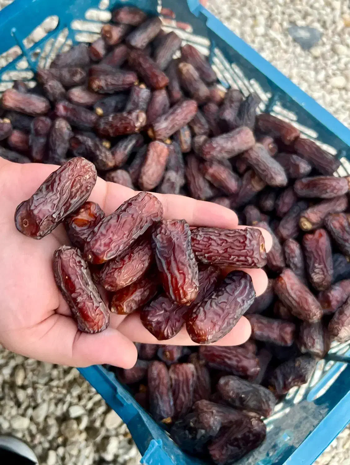 کیفیت صادراتی خرما پیارم + خرید عمده