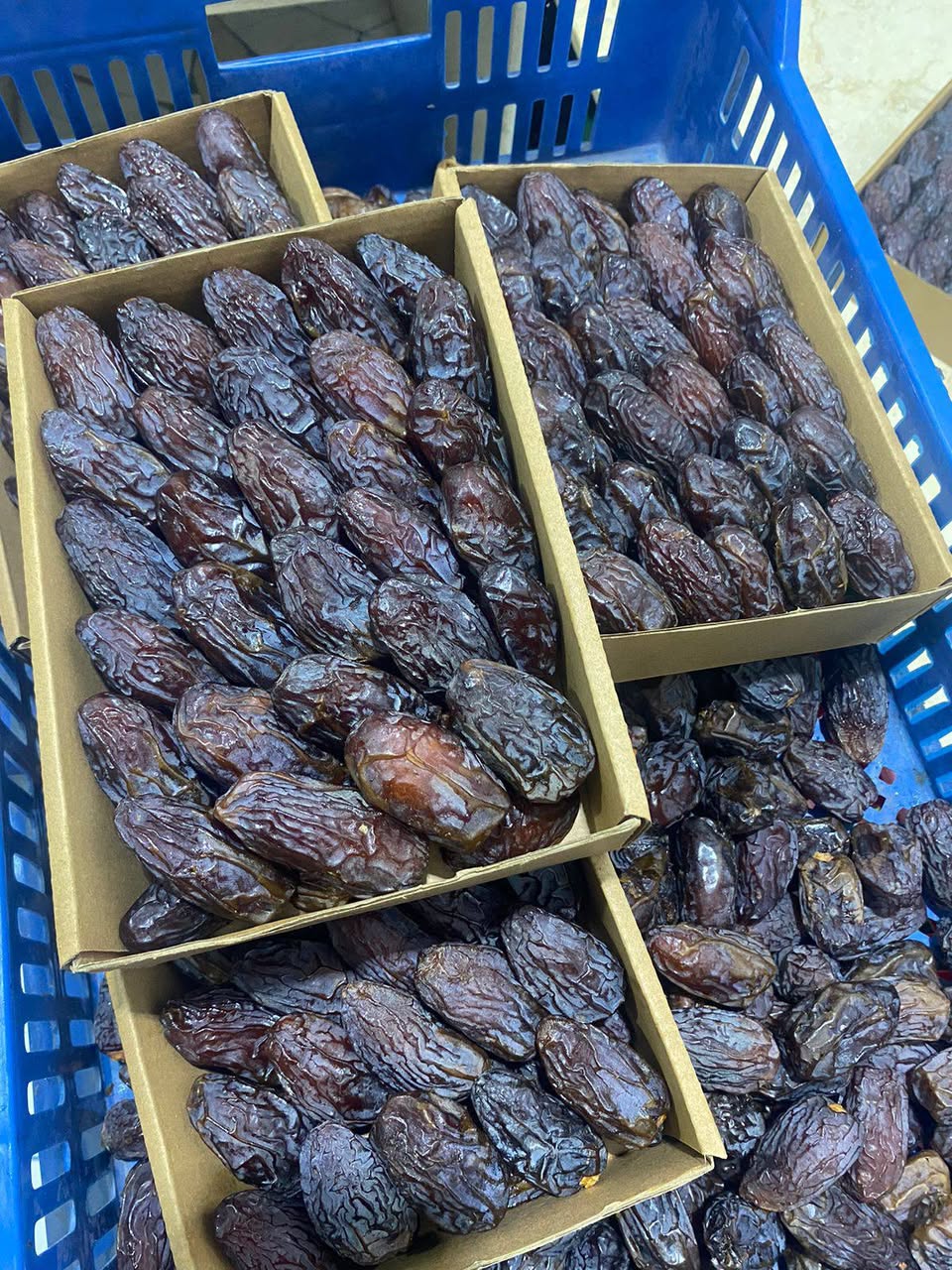 تصویر 3 از خرید عمده خرما مجول با تأمین پایدار