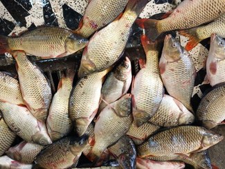 تصویر 4 از ماهی کپور گیلان پرورش یافته در منابع آبی شمال با طعم اصیل محلی