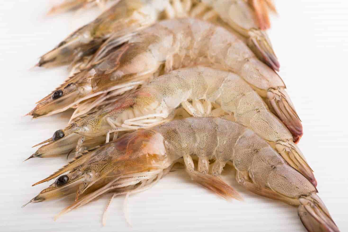 تصویر 4 از میگو سنگی صید مستقیم با ساختار گوشتی و ارزش غذایی بالا