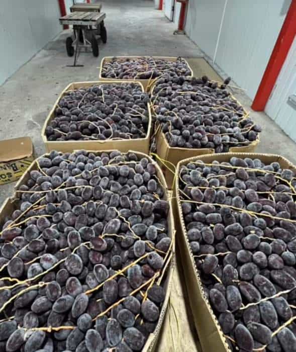 تصویر 1 از خرما مضافتی خوشه ای محصولی خاص برای عرضه متفاوت
