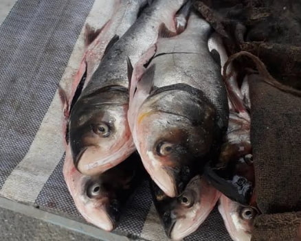 تصویر 1 از ماهی کپور مریوان صید تازه از منابع آبی غرب با طعم طبیعی و اصیل