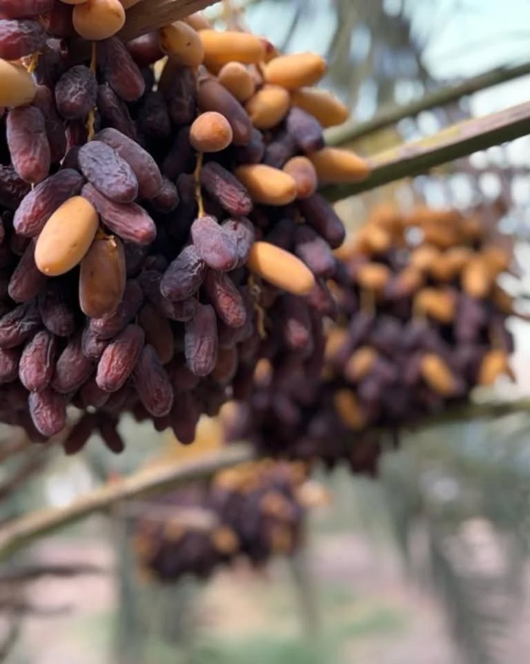 تصویر 1 از خرید عمده خرما پیارم درجه دو