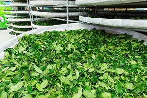 اهمیت تازگی در چای شمال