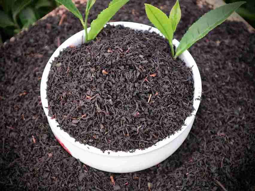 تصویر 3 از چای شمال  با طعم عطر ماندگار و دلنشین