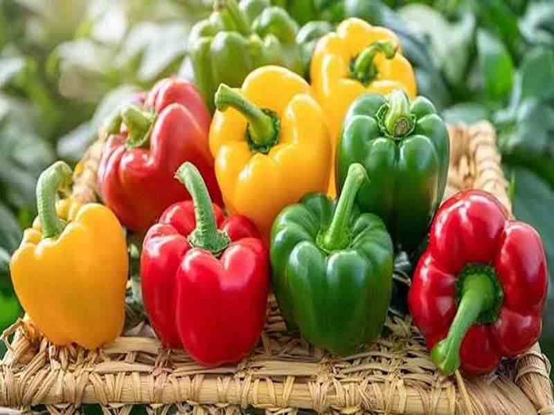 تصویر 1 از فلفل دلمه صادراتی درشت مناسب بازار جهانی