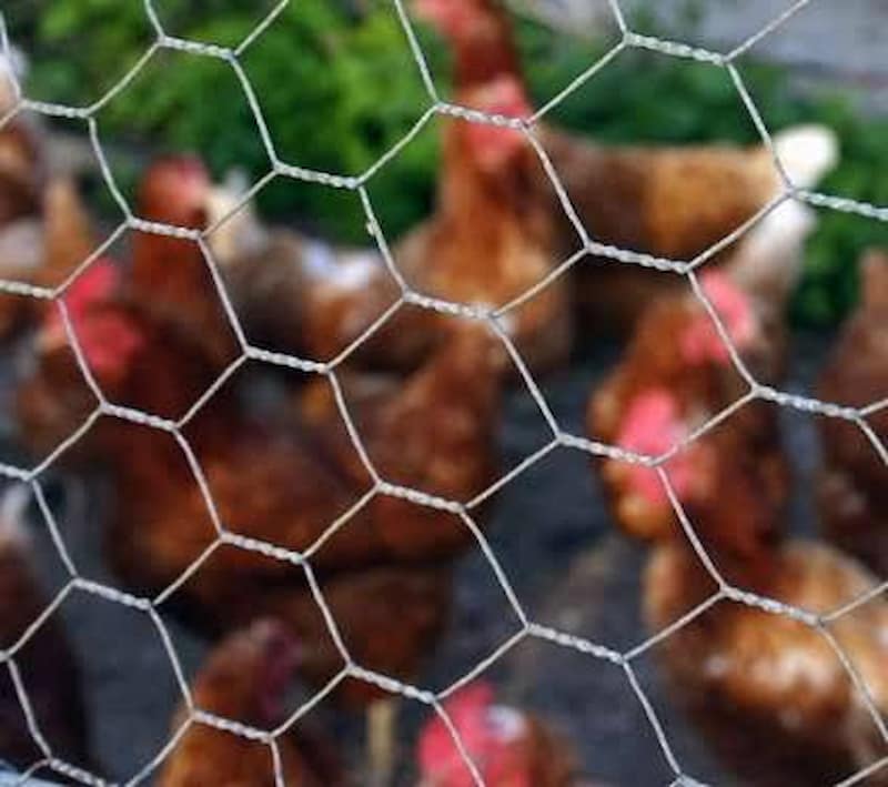 تصویر 1 از فنس مرغی ضخیم مقاوم برای حصارکشی مطمئن