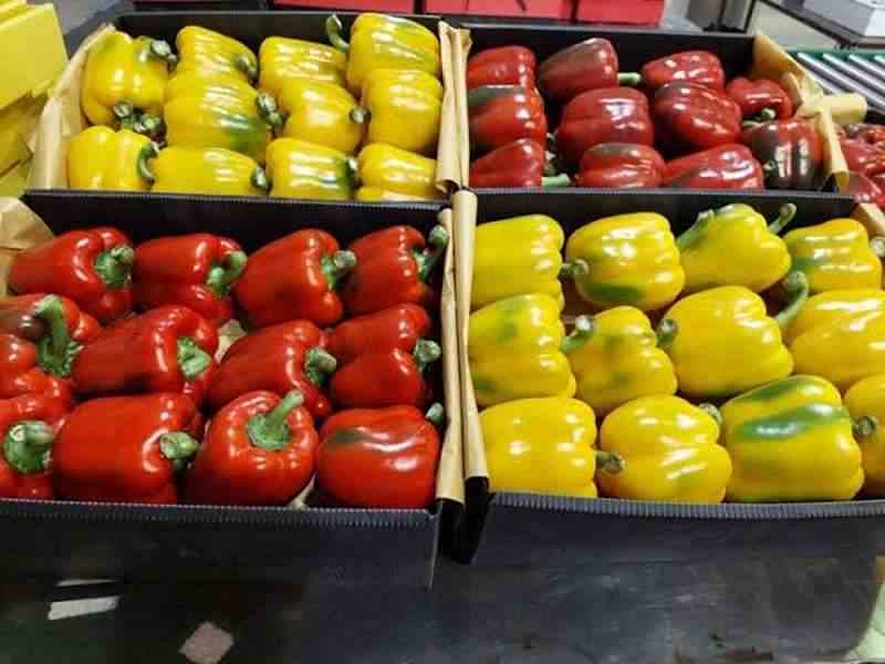 تصویر 3 از فلفل دلمه صادراتی درشت مناسب بازار جهانی