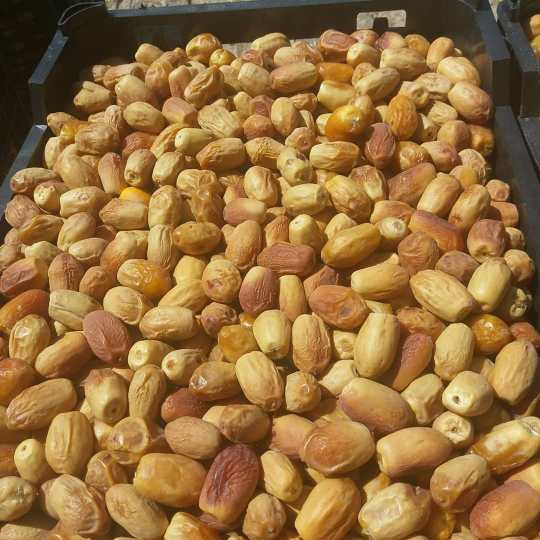 تصویر 2 از قیمت خرید خرما زاهدی صادراتی + فروش ویژه