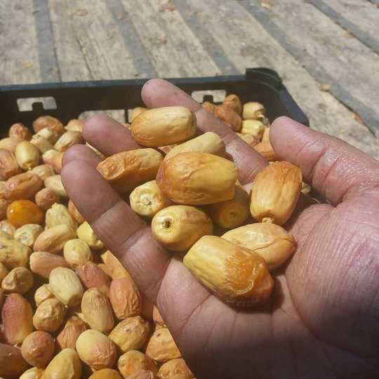 تصویر 3 از قیمت خرید خرما زاهدی صادراتی + فروش ویژه