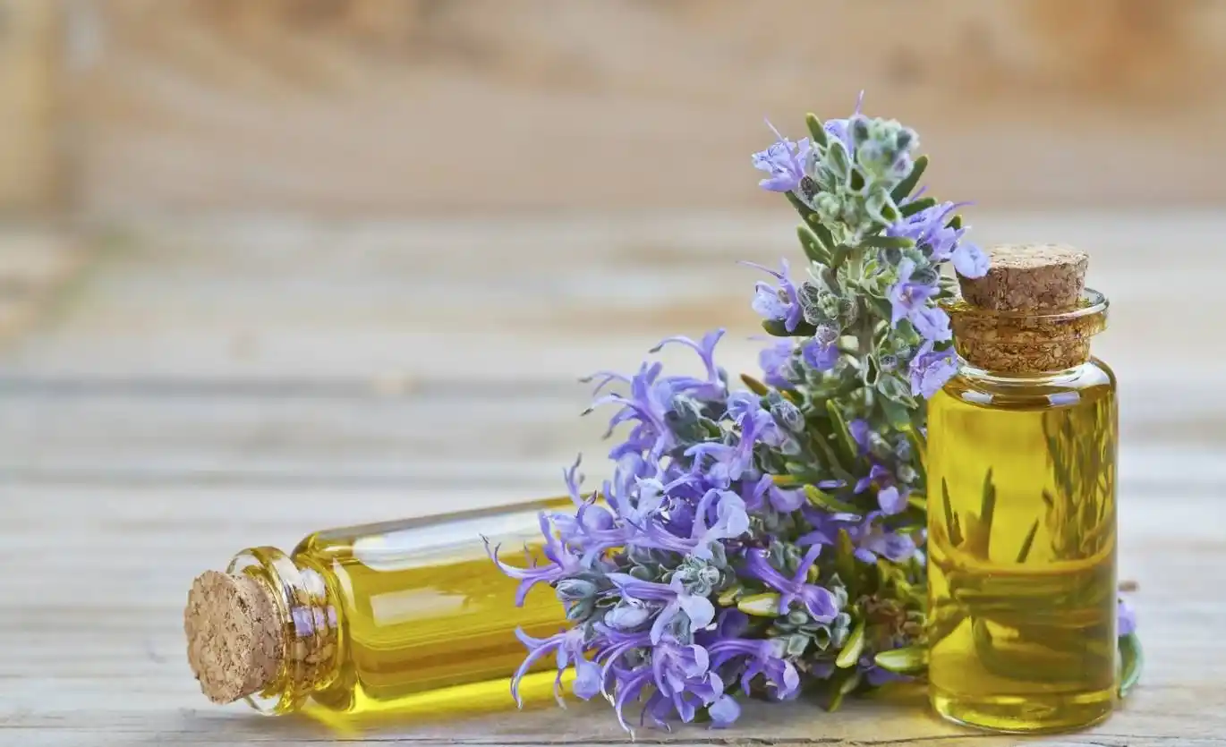 تصویر 3 از روغن رزماری کاربرد فوق العاده برای درخشندگی موهای کدر