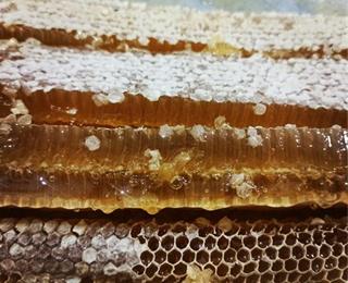 تصویر 4 از عسل کوهی لارستان تازه با طعم اصیل دلپذیر