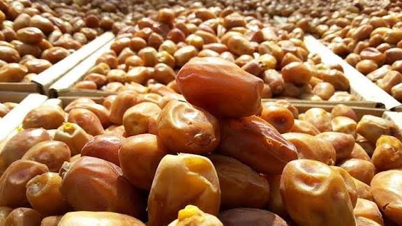 تصویر 2 از خرما زاهدی فله با کیفیت بالا و یکدست
