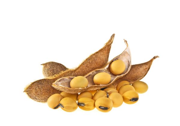سویای طبیعی ایرانی با کیفیت عالی