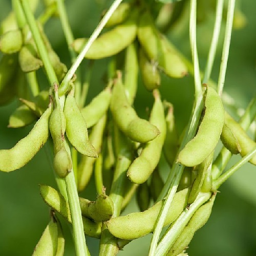 خرید سویا