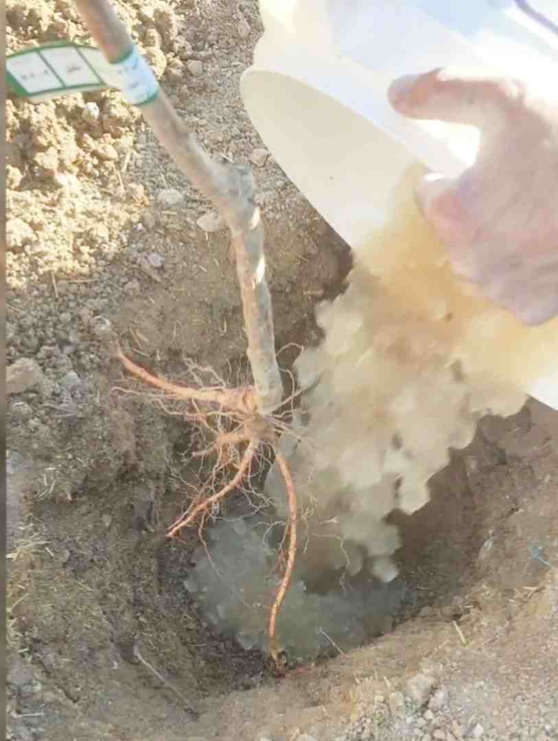 فروش سوپر جاذب خاک ژله‌ای با بسته‌بندی ۲، ۵، ۱۰ کیلویی