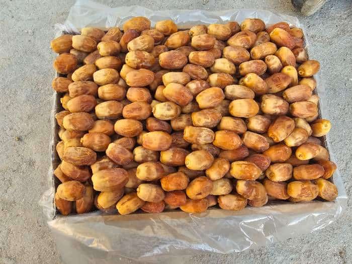 تصویر 3 از خرما زاهدی بسته بندی آماده عرضه در فروشگاه ها