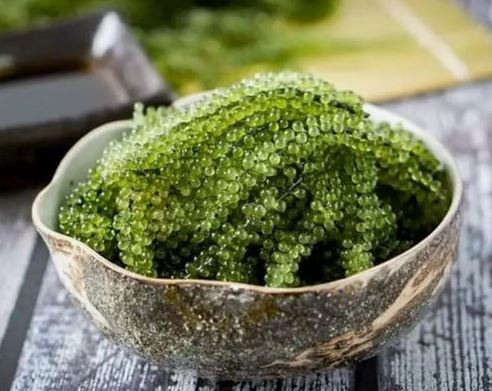 خاویار گیاهی سبز مناسب تزیین غذاهای دریایی