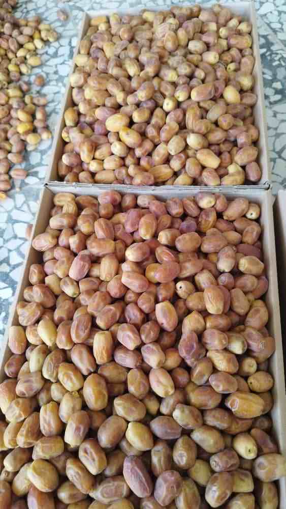 قیمت خرید خرمای زاهدی بسته‌بندی شده؛ طعم اصیل جنوب در ظاهری مدرن