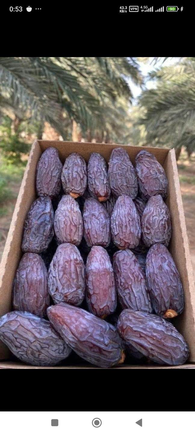 تصویر 3 از خرید عمده خرما مجول درجه دو