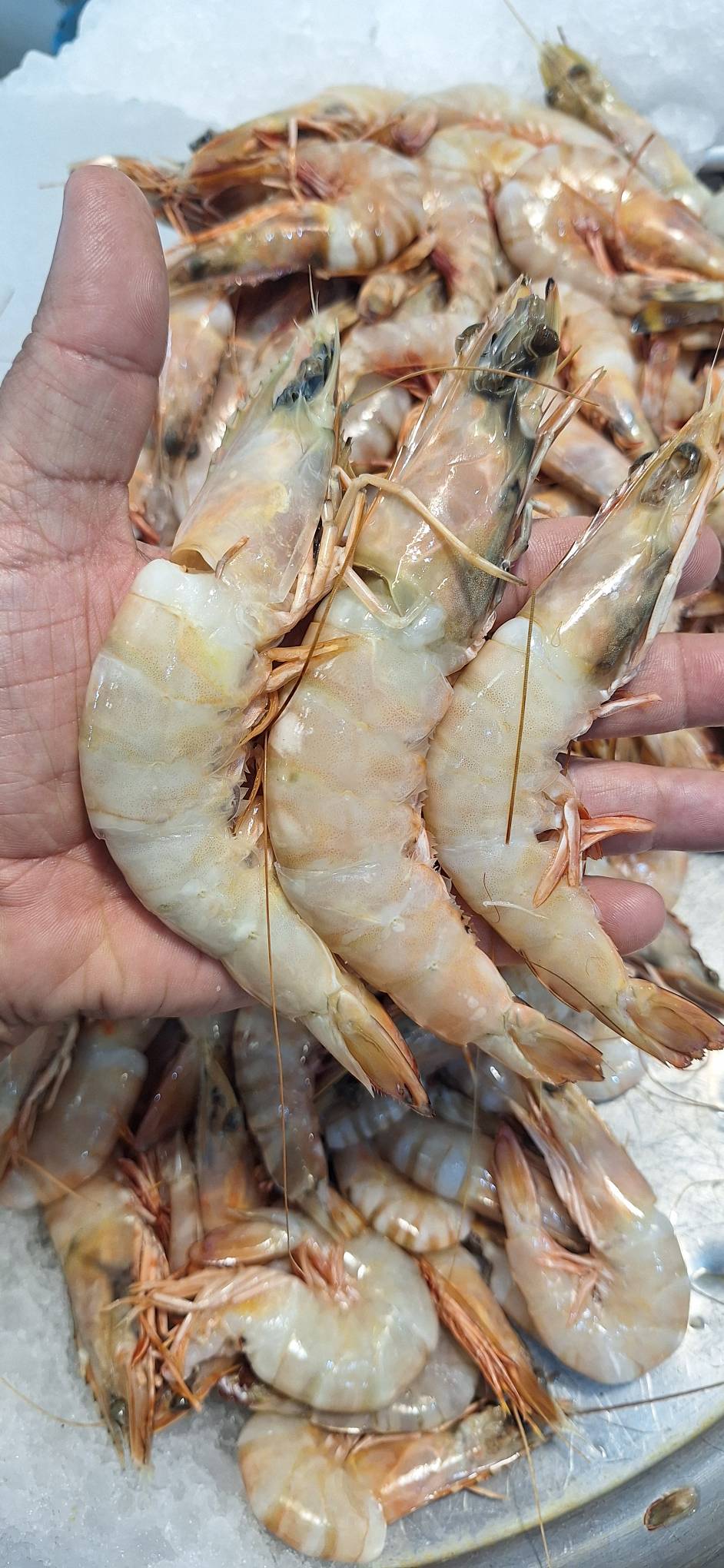 تصویر 1 از بهترین مرکز خرید میگو پرورشی