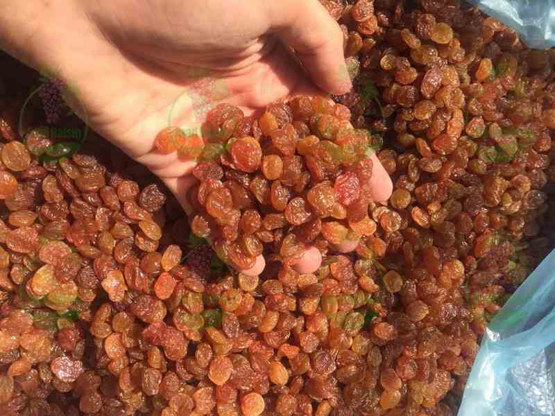 تصویر 2 از کشمش سرخ خوش طعم مناسب مصرف روزانه