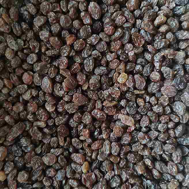تصویر 2 از کشمش آفتابی تهیه شده از انگورهای با کیفیت