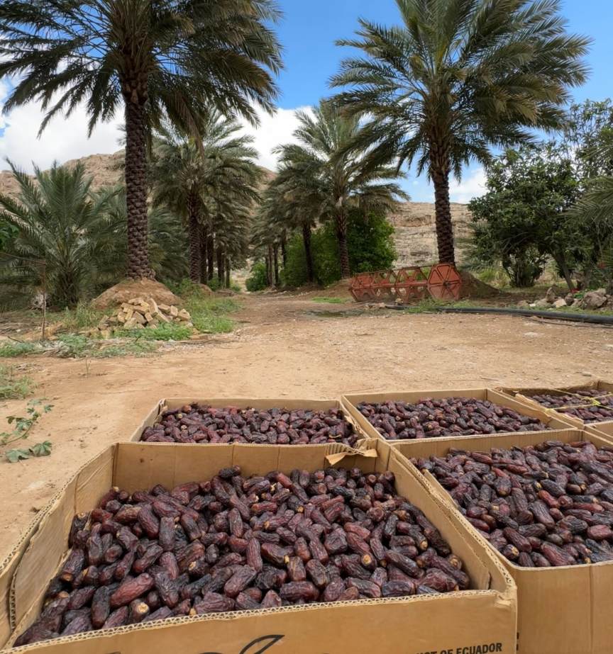 تصویر 2 از خرید و قیمت خرما پیارم درجه یک حاجی آباد + فروش صادراتی