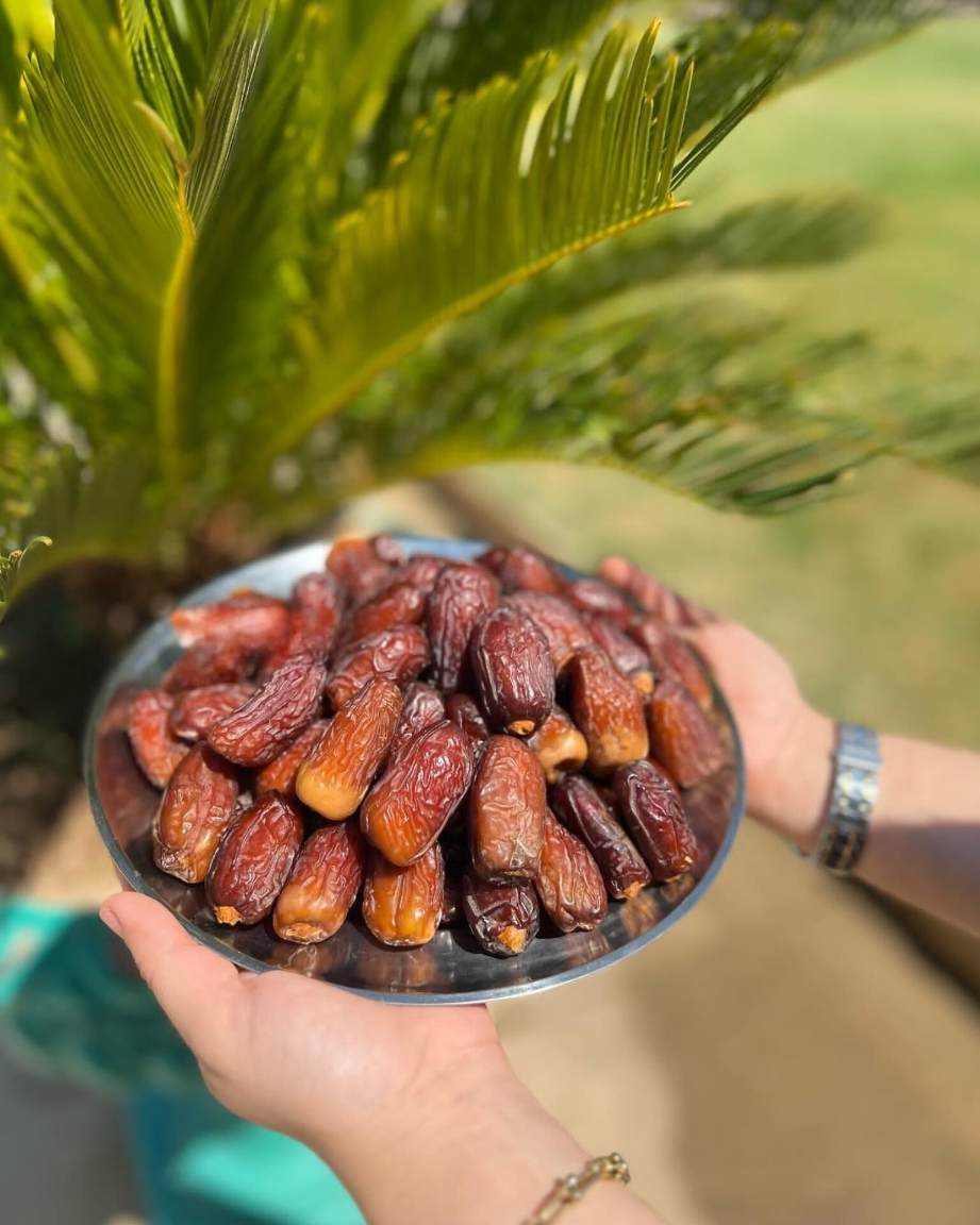 تصویر 1 از مرکز معتبر فروش عمده خرما مجول