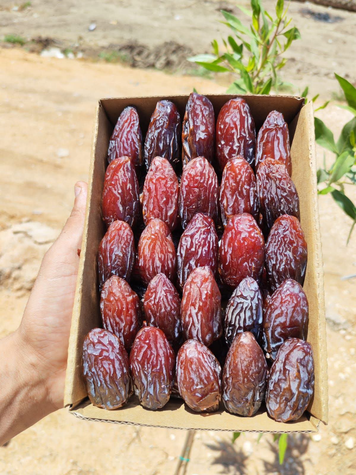 تصویر 1 از خرید عمده خرما مجول با بسته بندی صادراتی