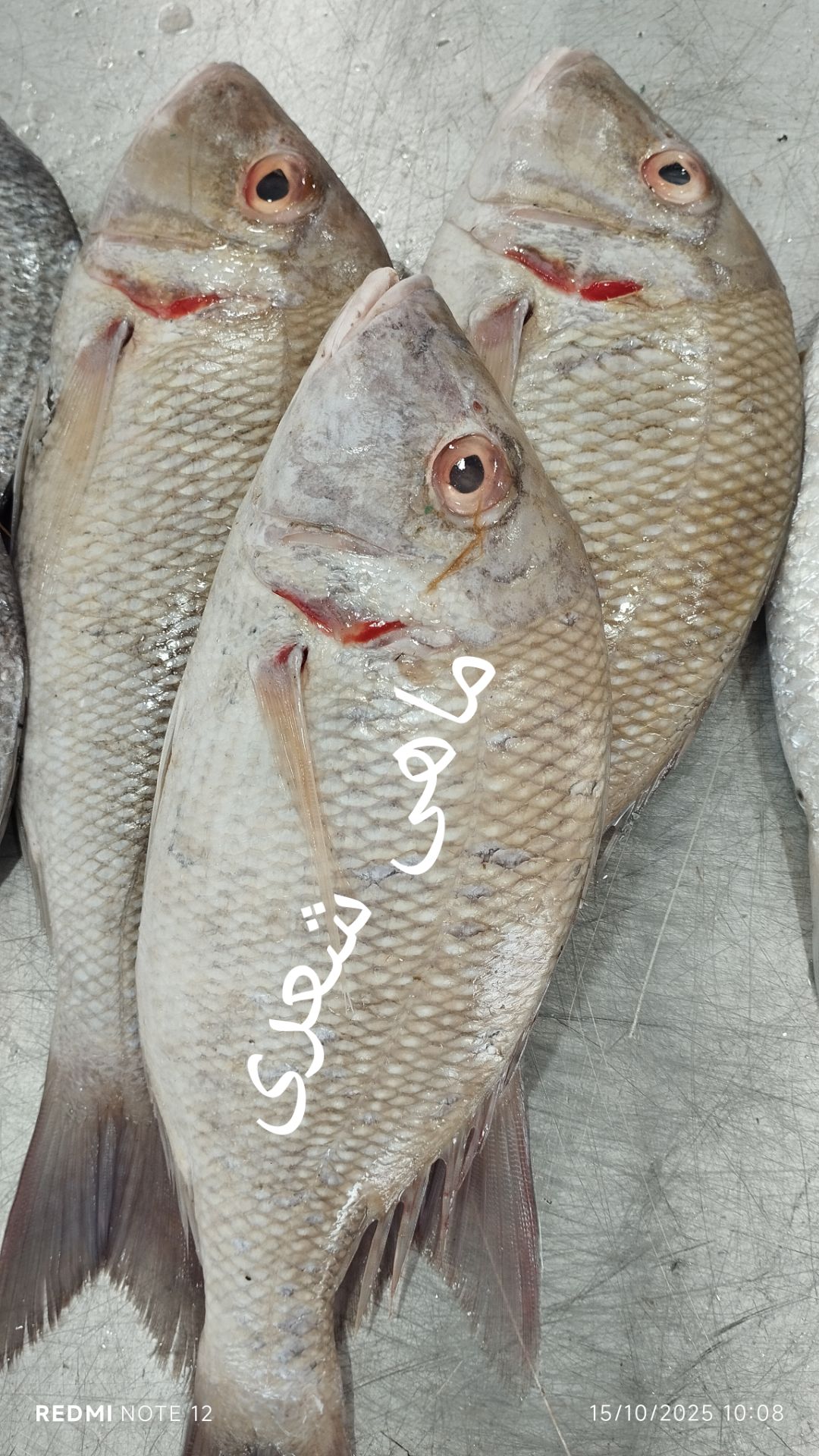 مزایای خرید ماهی بدون واسطه
