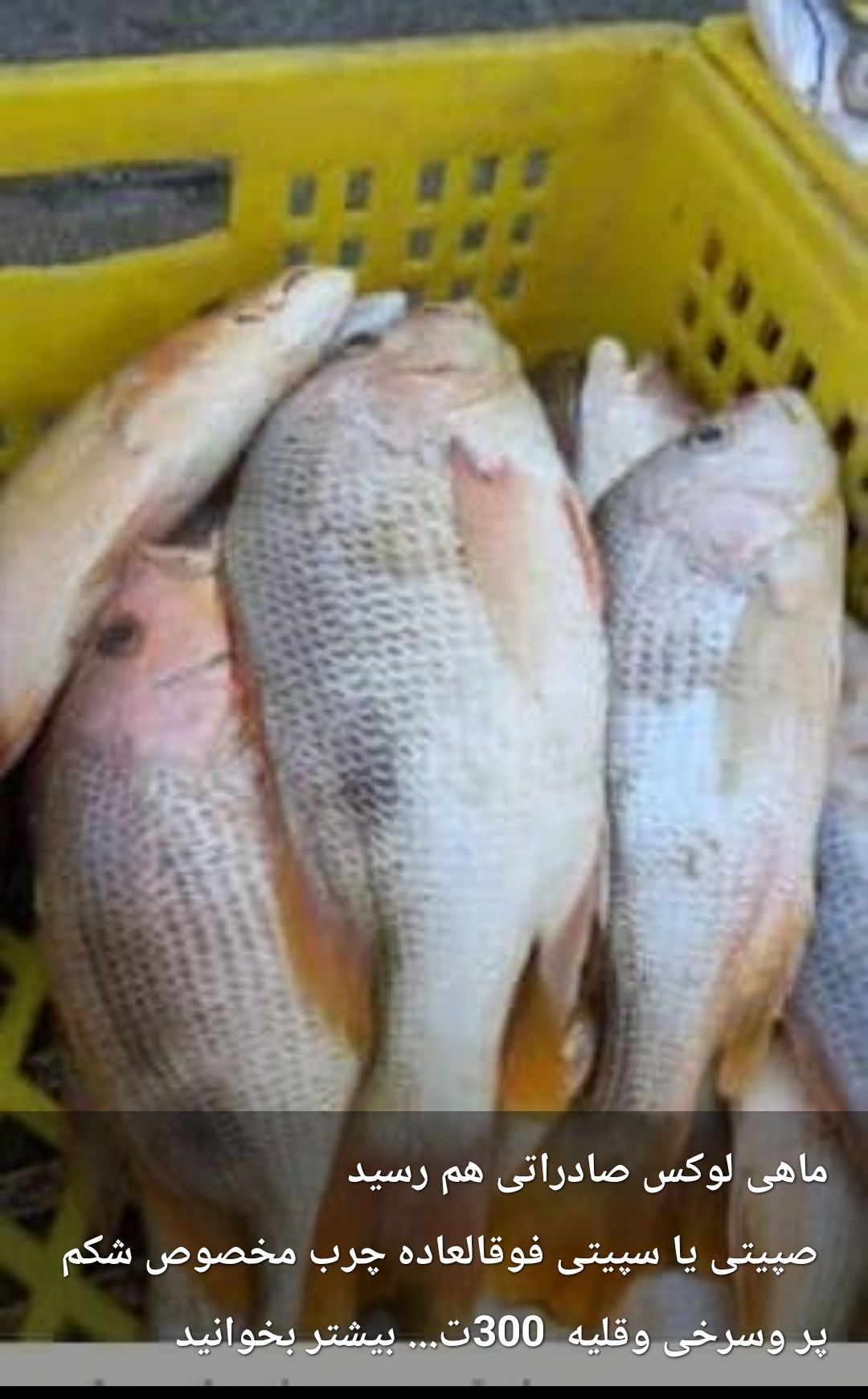 تصویر 1 از مزایای خرید ماهی بدون واسطه