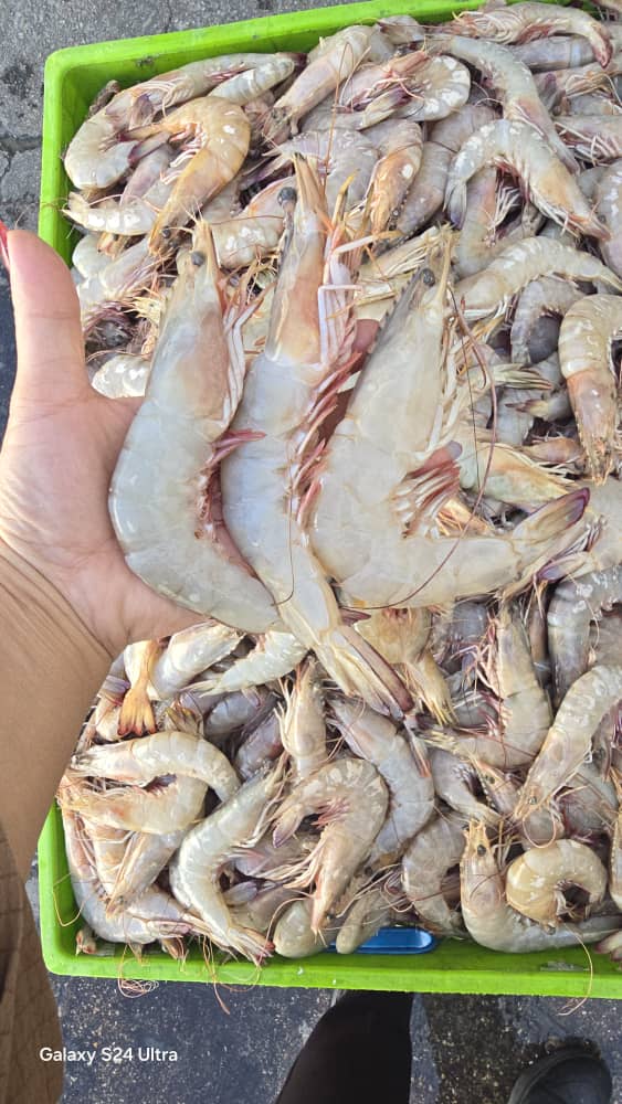 راهنمای انتخاب  میگوی تاره مرغوب