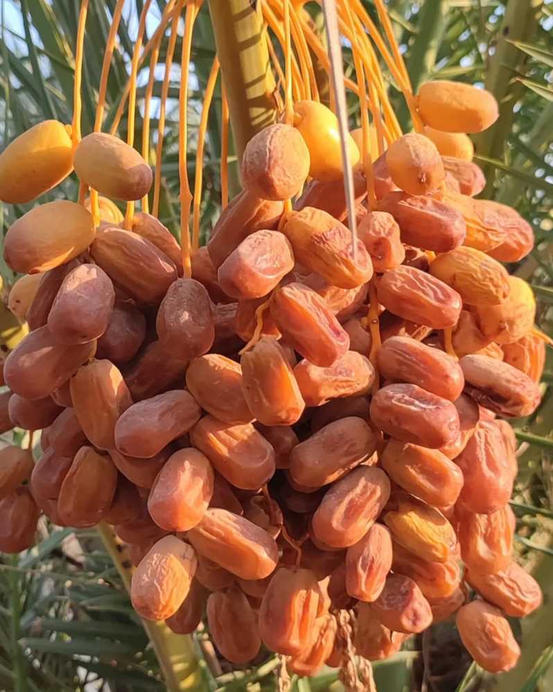 تأمین مستقیم خرما زاهدی بوشهر + قیمت عمده