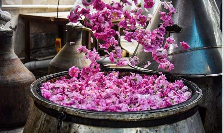 تصویر 4 از گلاب عقیق کاشان با عطر دلنشین گل محمدی