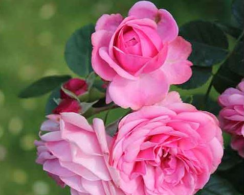تصویر 4 از گلاب فیض کاشان با رایحه طبیعی و دلنشین