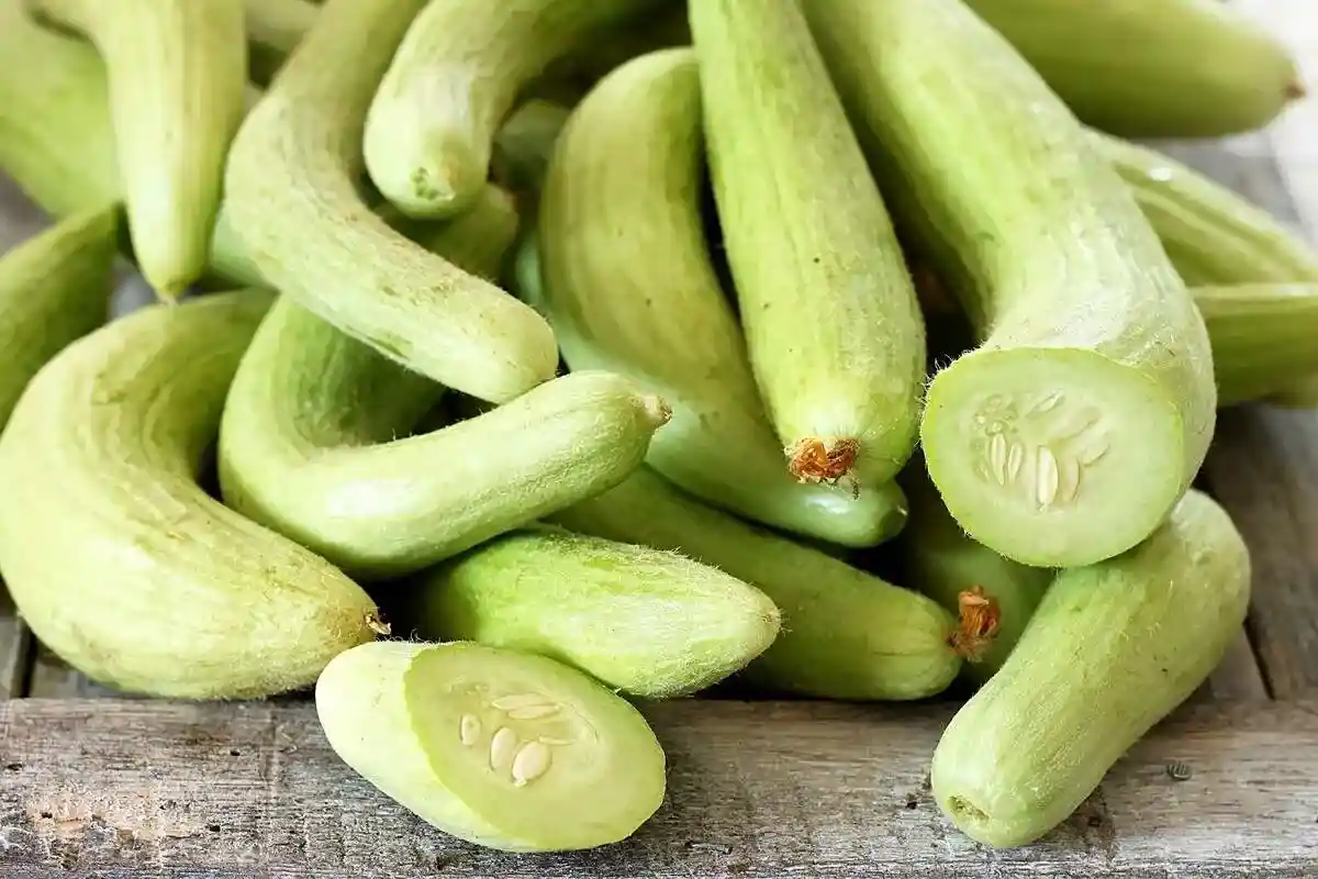 خیار چنبر سبز خوش طعم مناسب مصرف روزانه