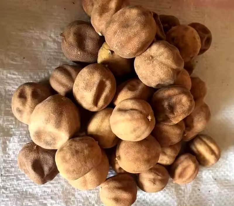 تصویر 3 از لیمو عمانی اصل تازه یکدست با عطر طبیعی