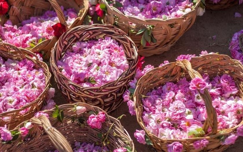 تصویر 4 از گلاب محلوجی کاشان مناسب مصارف خانگی و حرفه ای
