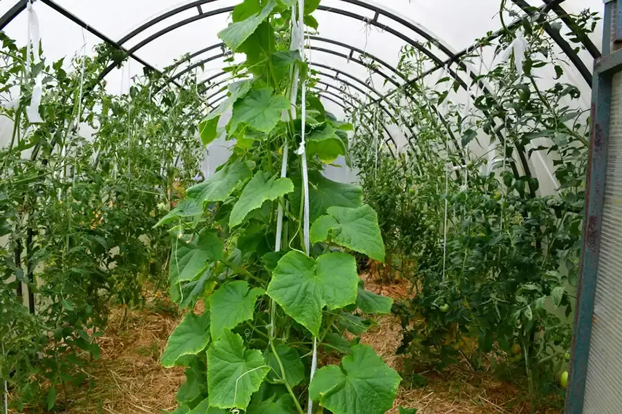 فروش خیار بوته ای