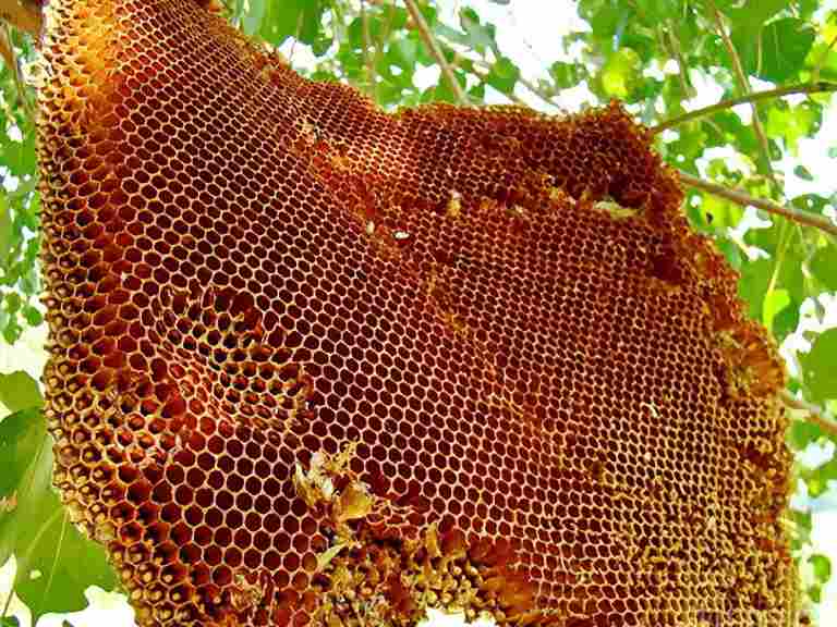 تصویر 4 از عسل کوهی چندگیاه با کیفیت مطلوب مناسب مصرف روزانه