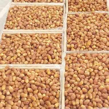 تصویر 1 از خرمای زاهدی آماده صادرات + قیمت عمده