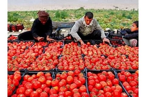 تصویر 1 از فروش آنلاین رب گوجه ۱۷ کیلویی در ایران